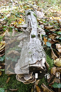 上個(gè)月忘還信用卡了算逾期嗎(忘記還信用卡逾期一個(gè)星期怎么辦)