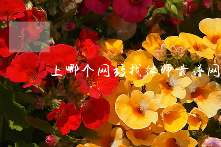 上哪个网站找律师靠谱(网上找律师的平台)