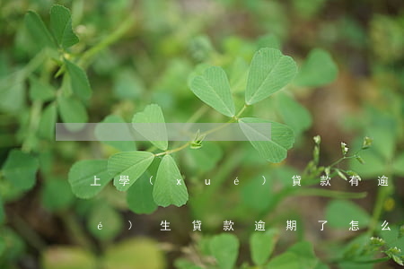 上學(xué)貸款有逾期咋辦(大學(xué)生貸款逾期了怎么辦)