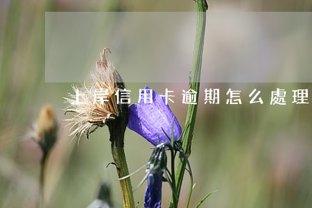 上岸信用卡逾期怎么處理(欠信用卡如何上岸)