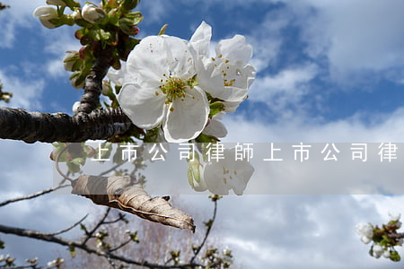 上市公司律師(上市公司律師收入)