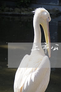 上市公司欠銀行(上市公司欠銀行)