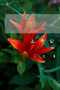 上市公司破產(chǎn)的預(yù)測(cè)破產(chǎn)清算法