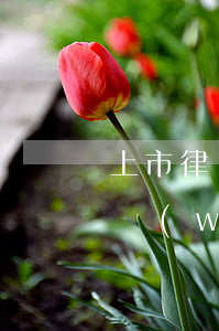 上市律師事務(wù)所排名(上市的律師事務(wù)所)