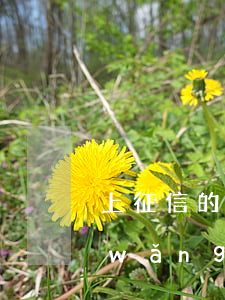 上征信的網(wǎng)貸要不還怎樣(網(wǎng)貸上征信)
