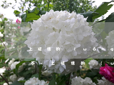 上征信的網(wǎng)貸逾期影響信用卡不-上征信的網(wǎng)貸逾期影響信用卡不