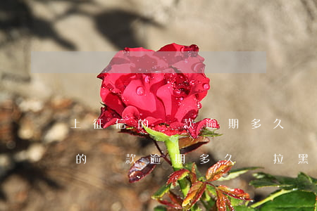 上征信的貸款逾期多久會拉黑名單-上征信的貸款逾期多久會拉黑名單呢