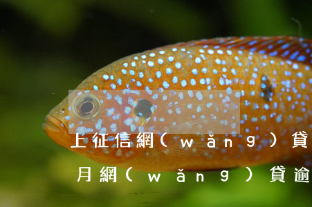 上征信網(wǎng)貸逾期3個(gè)月(網(wǎng)貸逾期三到五天會(huì)上征信嗎)