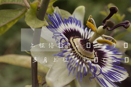 上征信網(wǎng)貸逾期一個(gè)多月(上征信的網(wǎng)貸逾期)
