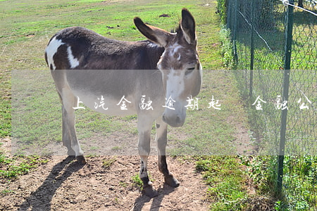 上汽金融逾期起訴(金融公司車貸逾期起訴)