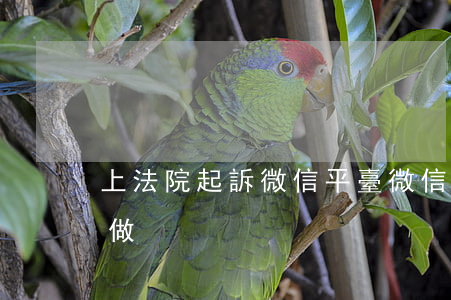 上法院起訴微信平臺(微信法院起訴報案怎么做)