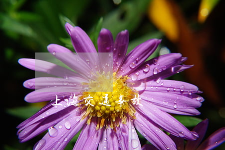上海交通事故