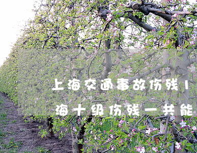 上海交通事故伤残10级一次性赔偿多少(上海十级伤残一共能赔多少钱)