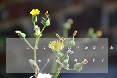 上海交通事故伤残鉴定逾期了(上海交通事故伤残鉴定去哪里鉴定)