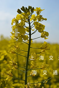 上海交通事故傷殘10級一次性賠償多少(上海交通事故10級傷殘賠償標(biāo)準(zhǔn))