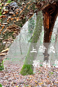 上海交通事故最新賠償標準（上海交通事故逾期利息的法律規(guī)定）