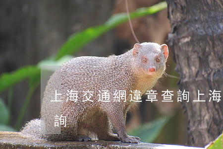 上海交通網違章查詢(上海公安交警網違章查詢)