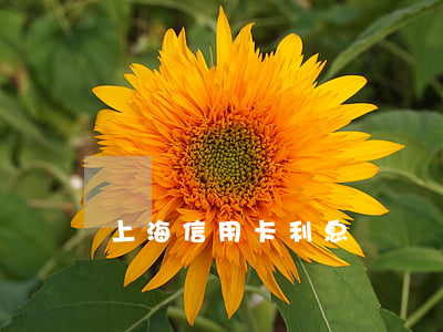 上海信用卡利息匯總