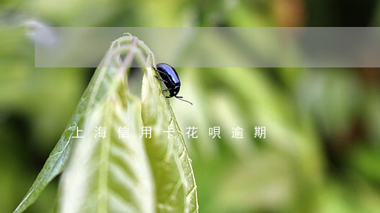 上海信用卡花唄逾期