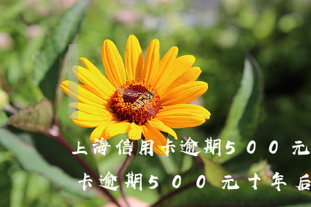 上海信用卡逾期500元十年后-上海信用卡逾期500元十年后會(huì)怎樣