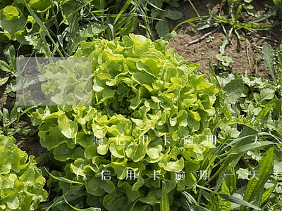 上海信用卡逾期一天會(huì)怎么樣(銀行信用卡逾期一天有沒有影響?)