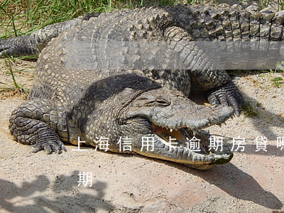 上海信用卡逾期房貸嗎(有房貸之后信用卡逾期)