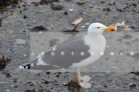 上海信用卡逾期解凍所需時間