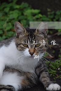 上海信用卡逾期詐騙罪量刑(上海詐騙罪的判刑)