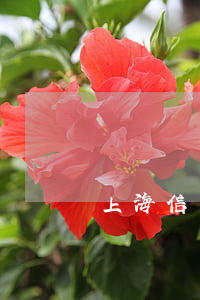 上海信用卡逾期起訴(上海信用卡逾期起訴)