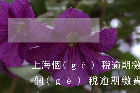上海個(gè)稅逾期繳費(fèi)(上海個(gè)稅逾期繳費(fèi)會(huì)怎么樣)