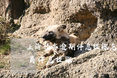 上海债务逾期停息挂账怎么协商(逾期多久协商停息挂账)