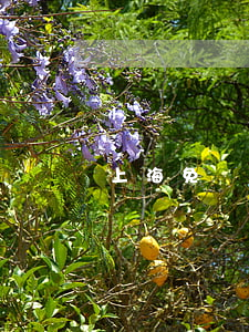 上海免費律師援助(上海免費律師援助)