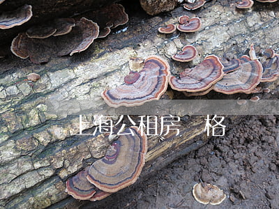 上海公租房價格