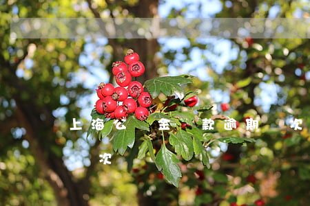 上海公積金貸款逾期幾次(上海公積金能貸款幾次)