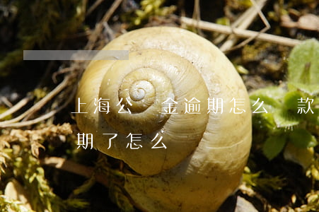上海公積金逾期怎么還款(住房公積金貸款逾期了怎么還)