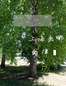 上海去哪找800的律師(上海去哪找800的律師)
