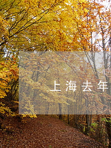 上海去年的離婚率多少