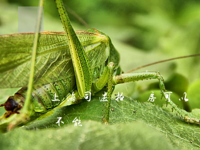 上海司法拍賣房可以買嗎(上海拍賣的房子能不能買)