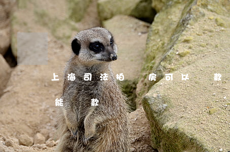 上海司法拍賣房可以貸款嗎(司法拍賣的房子能貸款嗎) 上海司法拍賣房可以貸款嗎(司法拍賣的房子能貸款嗎)
