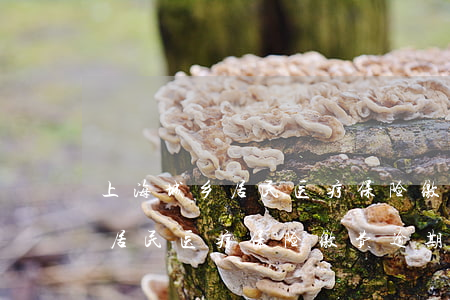 上海城乡居民医疗保险缴费逾期-上海城乡居民医疗保险缴费逾期怎么办