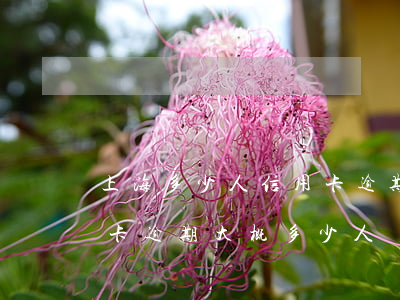 上海多少人信用卡逾期(2020年全國信用卡逾期大概多少人)