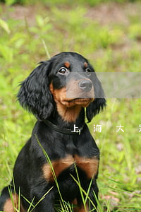 上海大眾貸款逾期一天