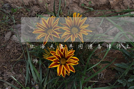 上海夫妻共同债务律师（上海夫妻共同债务律师）