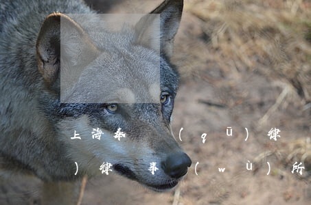 上海奉賢區(qū)律師(上海奉賢區(qū)律師事務(wù)所)