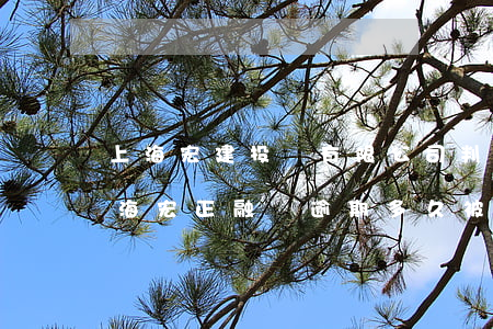 上海宏建投資有限公司判決書(shū)（上海宏正融資逾期多久被起訴）