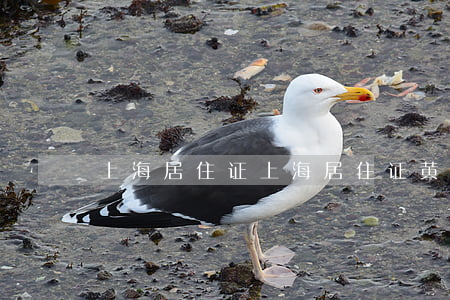 上海居住证(上海居住证黄牛价格)