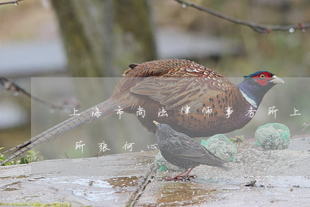 上海市尚法律师事务所(上海市尚法律师事务所张何心)