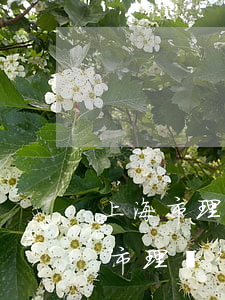 上海市理誠律師事務(wù)所怎么樣(上海市理誠律師事務(wù)所怎么樣)