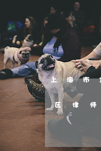 上海市金山区律师事务所在哪里(上海市金山区律师咨询)