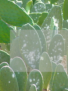 上海市離婚(上海市離婚限購(gòu)新政)